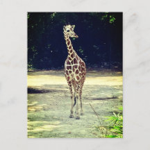 Cartão-postal Giraffe