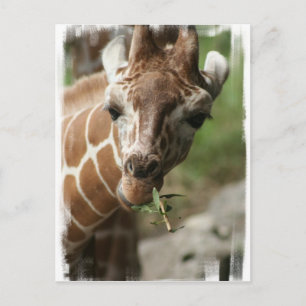 Cartão Postal Cartão-postal Giraffe Snack