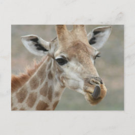 Cartão Postal Cartão-postal Giraffe Tongue