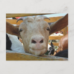 Cartão Postal Cartão-postal Goat Hello