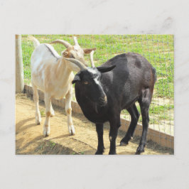 Cartão Postal Cartão-postal Goats