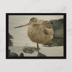 Cartão Postal Cartão-postal Godwit Marbled