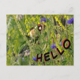 Cartão Postal Cartão-postal Goldfinch em Wild Flowers Field HELL