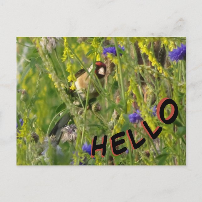 Cartão Postal Cartão-postal Goldfinch em Wild Flowers Field HELL (Frente)