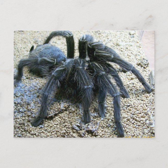 Cartão Postal Cartão-postal Goliath Tarantula (Frente)