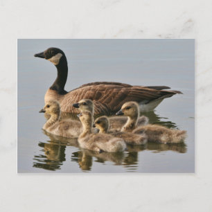 Cartão Postal Cartão-postal Goose com Pintinhos