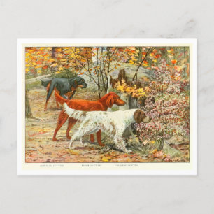 Cartão Postal Cartão-postal Gordon, Irish e English Setter Dogs