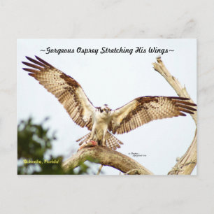 Cartão Postal Cartão-postal Gorgeo Osprey hawk Florida