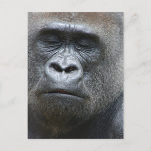 Cartão Postal Cartão-postal Gorilla Look