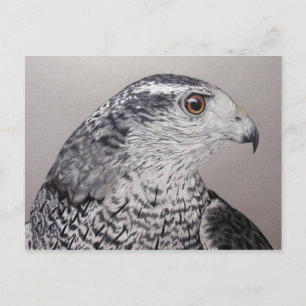 Cartão Postal Cartão-postal Goshawk