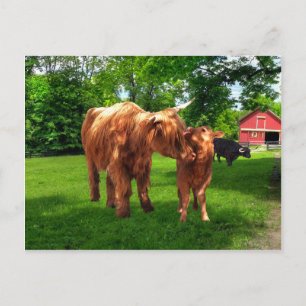 Cartão Postal Cartão-postal "Gracie & Her Calf"