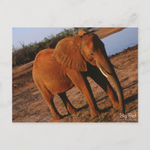 Cartão Postal Cartão-postal grande de elefante vermelho