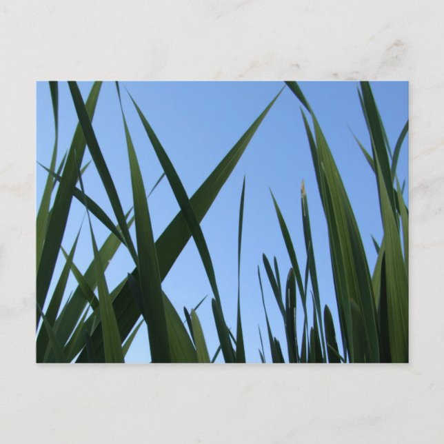 Cartão Postal Cartão-postal Grass (Frente)