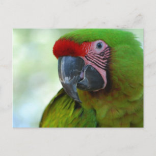 Cartão Postal Cartão-postal Green Cheek Conure