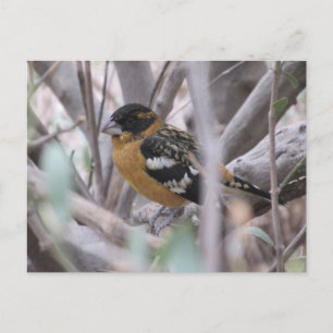 Cartão Postal Cartão-postal Grosbeak de cabeça negra