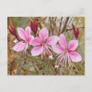 Cartão Postal Cartão-postal - Guara Rosa