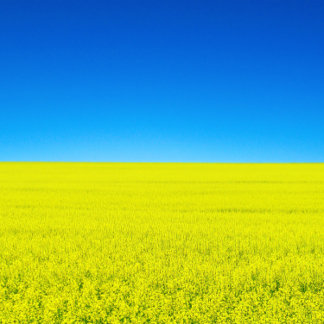 Cartão Postal Cartão-postal Guerra e Paz