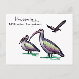 Cartão Postal Cartão-postal Hadeda Ibis