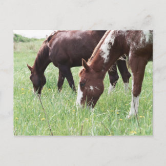 Cartão Postal Cartão-postal Harley & Sugar Grazing