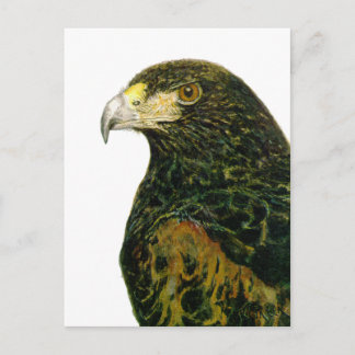 Cartão Postal Cartão-postal Harris Hawk