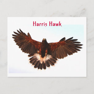 Cartão Postal Cartão-postal Harris Hawk Voying