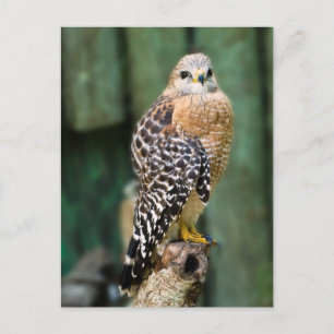 Cartão Postal Cartão-postal Hawk