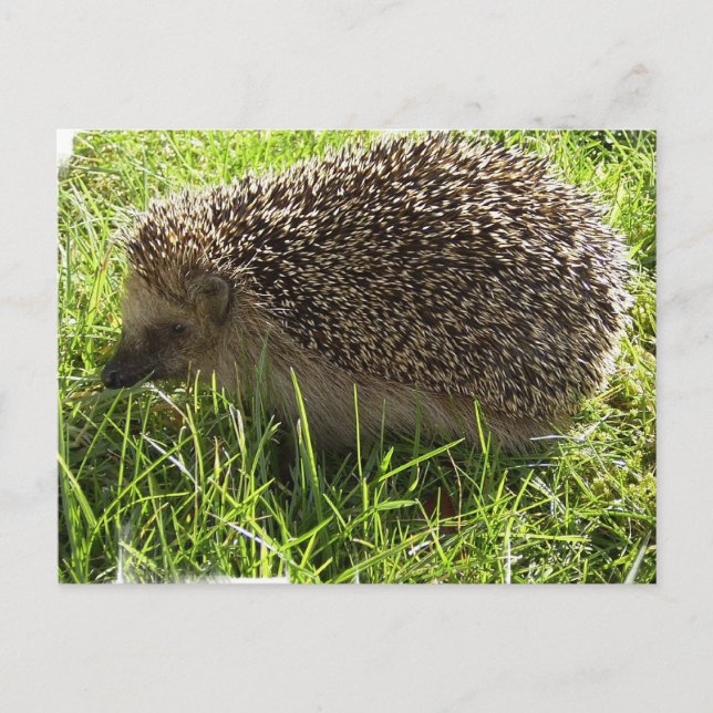 Cartão Postal Cartão-postal Hedgehog (Frente)