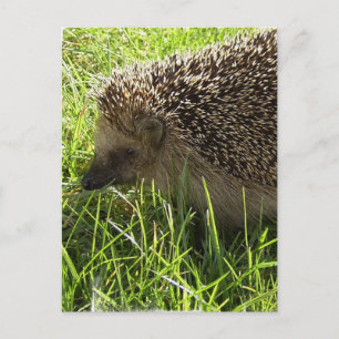 Cartão Postal Cartão-postal Hedgehog
