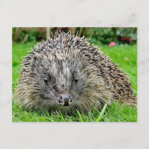 Cartão Postal Cartão-postal Hedgehog