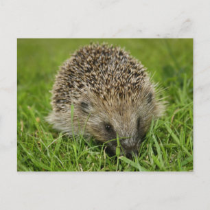 Cartão Postal Cartão-postal Hedgehog