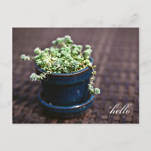 Cartão Postal Cartão-postal Hello Mini Succulents (Frente)