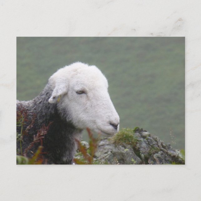 Cartão Postal Cartão-postal Herdwick Sheep (Frente)