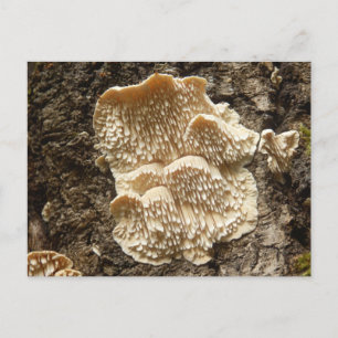 Cartão Postal Cartão-postal Hericium cirrhatum Mushroom