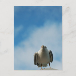 Cartão Postal Cartão-postal Herring Gull