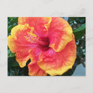 Cartão Postal Cartão-postal Hibiscus