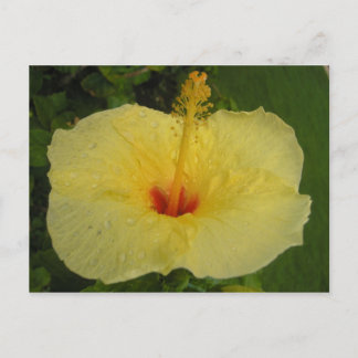 Cartão Postal Cartão-postal Hibiscus