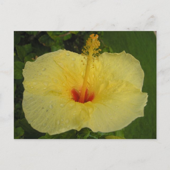 Cartão Postal Cartão-postal Hibiscus (Frente)