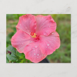 Cartão Postal Cartão-postal Hibiscus