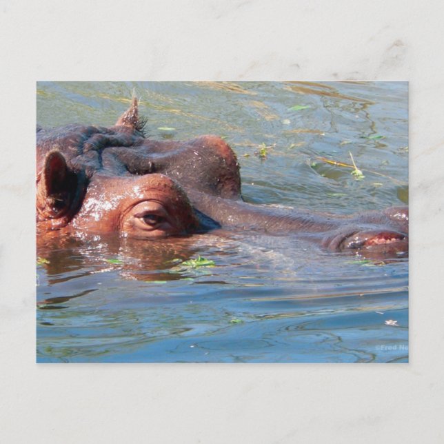 Cartão Postal Cartão-postal Hippo (Frente)