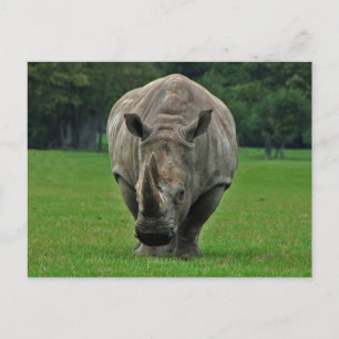 Cartão Postal Cartão-postal Hippopotamus