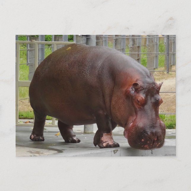 Cartão Postal Cartão-postal Hippopotamus nº 2 (Frente)