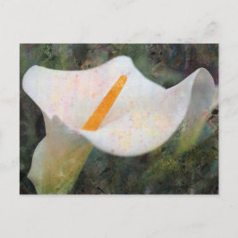 Cartão Postal Cartão-postal Horizontal Calla Lily Pintado