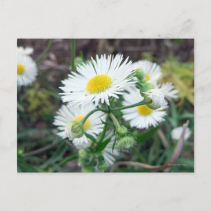 Cartão Postal Cartão-postal Horizontal Daisy Fleabane