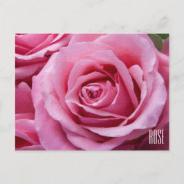 Cartão Postal Cartão-postal Horizontal de Rosas Rosa