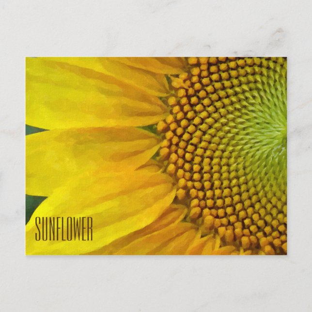 Cartão Postal Cartão-postal horizontal girassol (Frente)