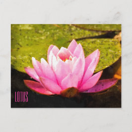 Cartão Postal Cartão-postal Horizontal Lotus Rosa