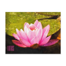 Cartão-postal Horizontal Lotus Rosa