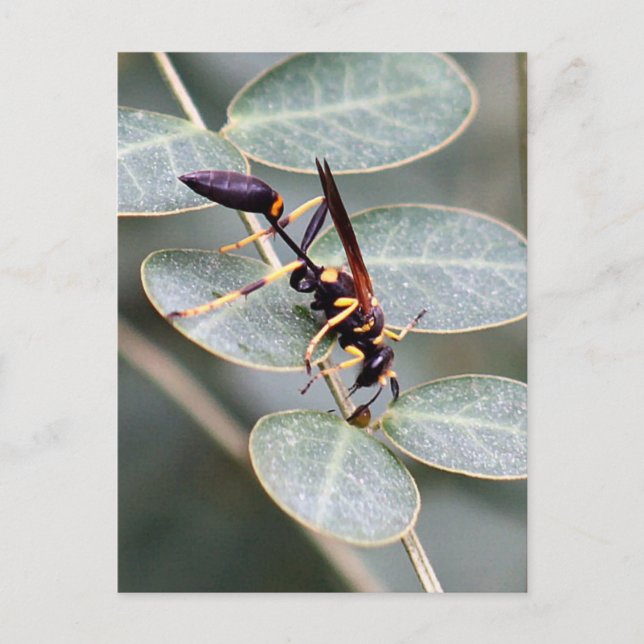 Cartão Postal Cartão-postal Hornet Photo (Frente)