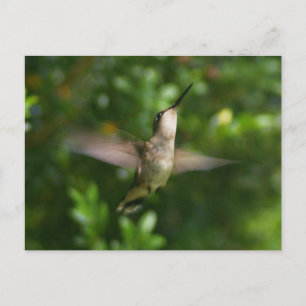 Cartão Postal Cartão-postal Hummingbird