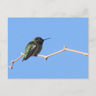 Cartão Postal Cartão-postal Hummingbird